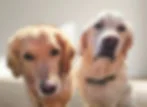 Two golden retrievers sit side by side in bright sunlight, gazing at the camera. The room has a light wooden floor and plain walls.